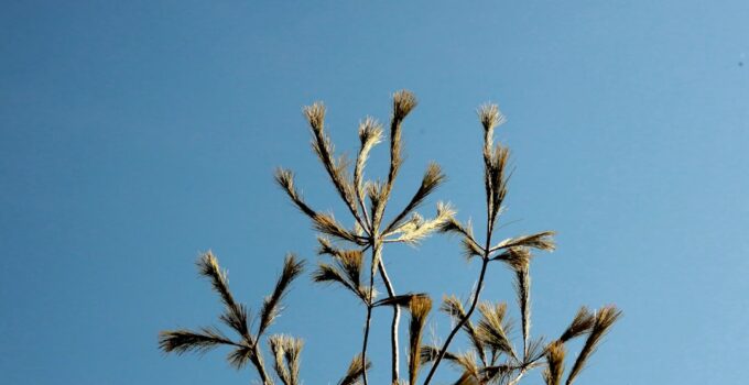 Photo Seasonal Allergies