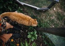 Pet Boarding vs Pet Sitting: Choosing Care Options