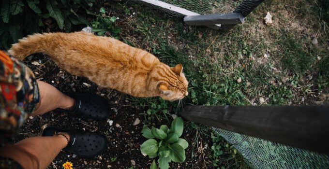 Photo Pet Boarding