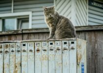 Understanding Cat Territory Marking Behaviors Understanding Cat Territory Marking Behaviors