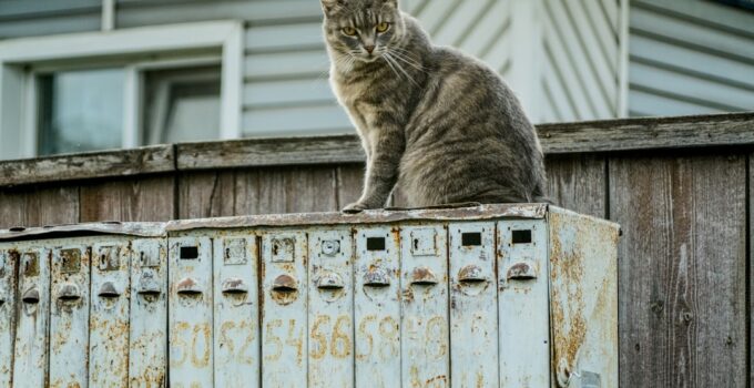 Photo Cat Territory Marking Behaviors