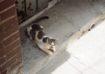 Understanding Cat Territorial Behavior