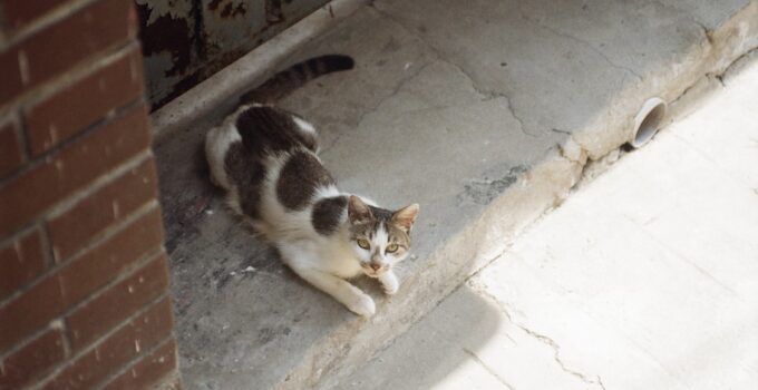 Photo Cat Territorial Behavior