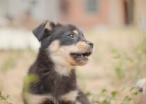 Puppy Teething: Safe Chew Toys and Pain Relief