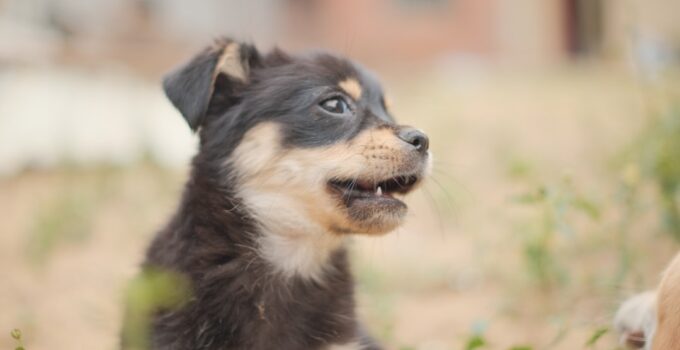 Photo Puppy Teething