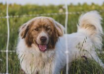 Dog Breed-Specific Health Concerns to Monitor Dog Breed-Specific Health Concerns to Monitor