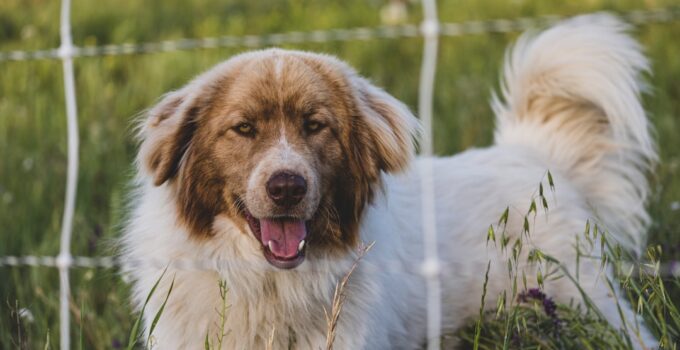 Photo Dog Breed-Specific Health Concerns