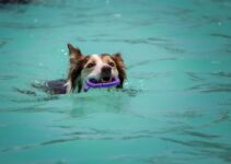 Dog Swimming Safety: Pool and Beach Precautions