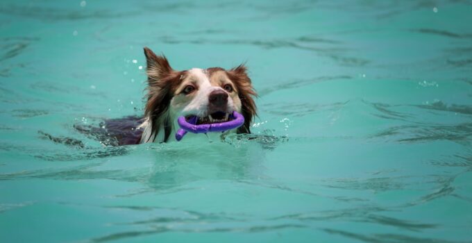 Photo Dog Swimming Safety