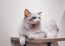 Feline Diabetes: Early Detection and Management Feline Diabetes: Early Detection and Management
