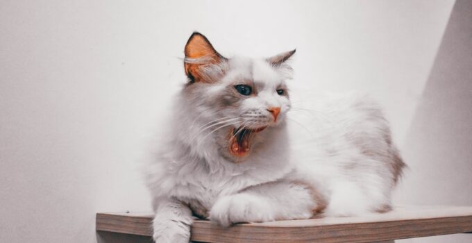 Photo Feline Diabetes