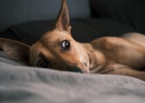 Pet Separation Anxiety: Solutions for Working Owners Pet Separation Anxiety: Solutions for Working Owners