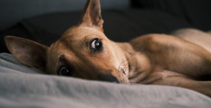 Photo Pet Separation Anxiety