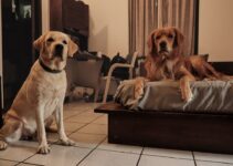 Multi-Pet Household: Managing Competition and Stress
