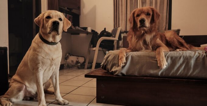 Photo Multi-Pet Household