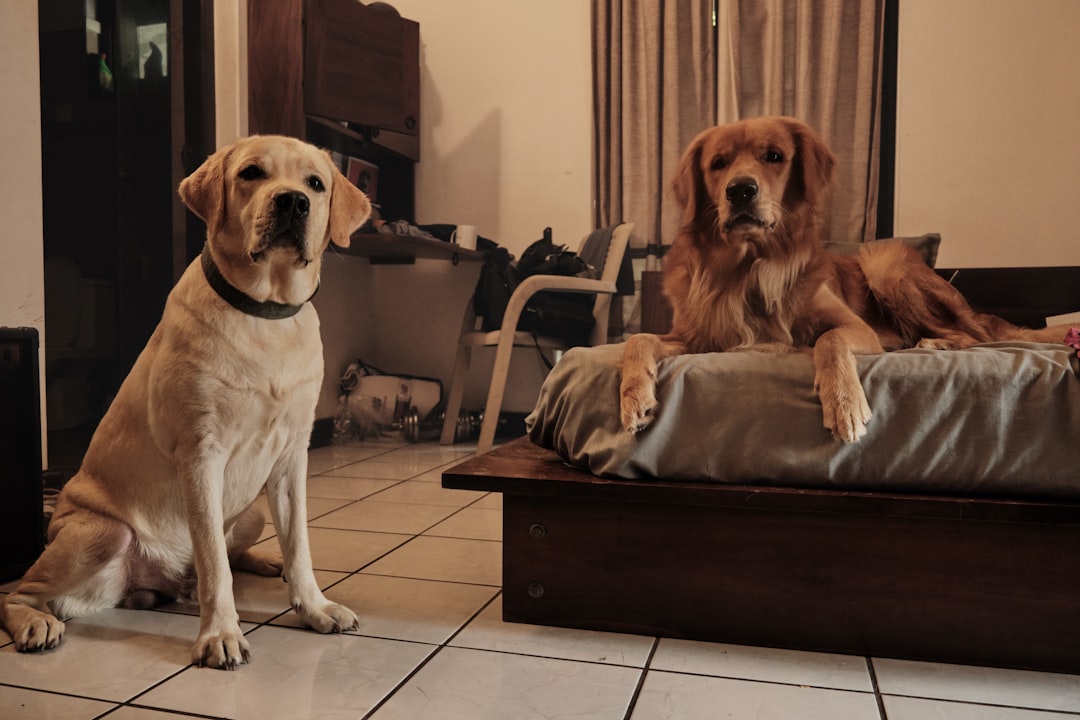 Illustration of Anxiety Issues In Multipet Households