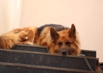 Dog Crate Training: Making It a Positive Experience Dog Crate Training: Making It a Positive Experience