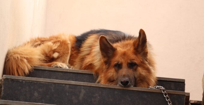 Photo Dog Crate Training