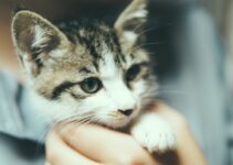 Pet Poisoning Prevention: Safeguarding Your Home