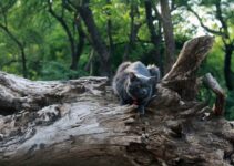 Understanding Cat Purring: Health and Emotional Indicators