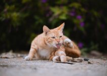Pet Grooming for Special Needs Animals Pet Grooming for Special Needs Animals