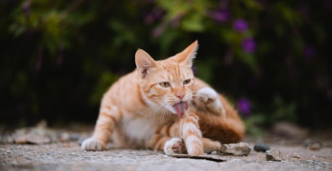Photo Pet Grooming