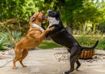 Dog Aggression: Identifying Triggers and Solutions Dog Aggression: Identifying Triggers and Solutions