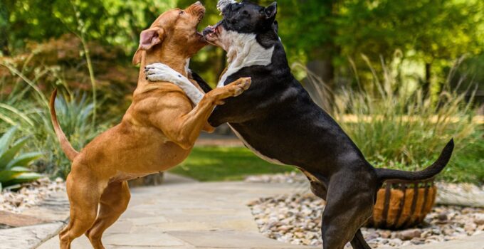 Photo Dog Aggression