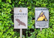 Pet Cancer Warning Signs Every Owner Should Recognize