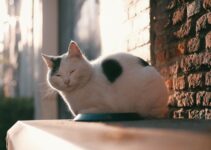 Feline Heart Disease: Early Warning Signs