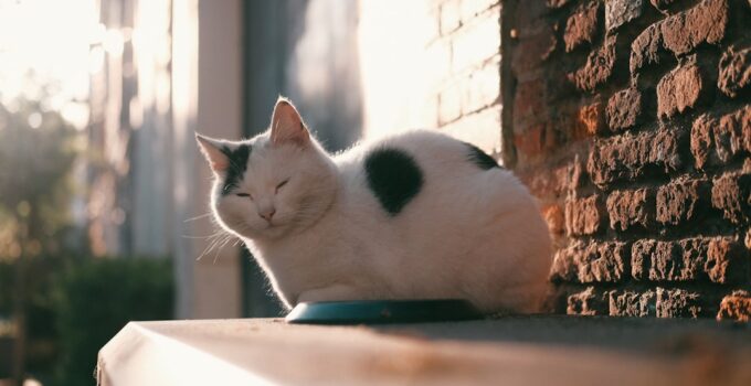 Photo Feline Heart Disease
