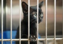 Pet Adoption vs Shopping: Making the Right Choice