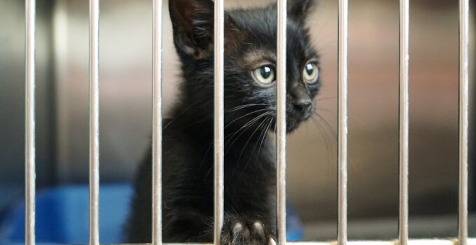 Photo Pet Adoption