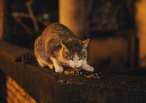 Cat Litter Types: Finding the Best Option Cat Litter Types: Finding the Best Option