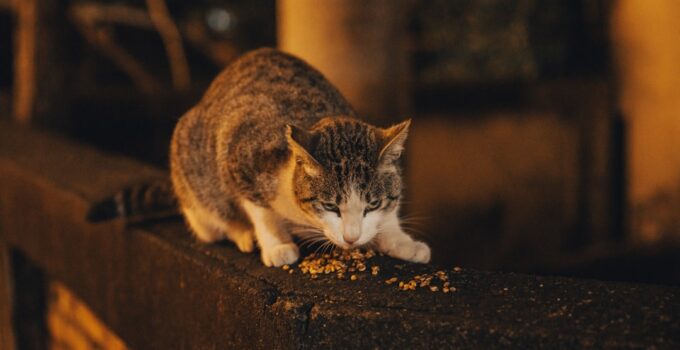 Photo Cat Litter Types