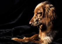 Dog Skin Conditions: Allergies and Treatment Options Dog Skin Conditions: Allergies and Treatment Options