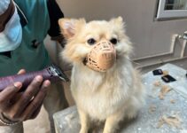 Dog Grooming at Home: Step-by-Step Brushing Techniques Dog Grooming at Home: Step-by-Step Brushing Techniques