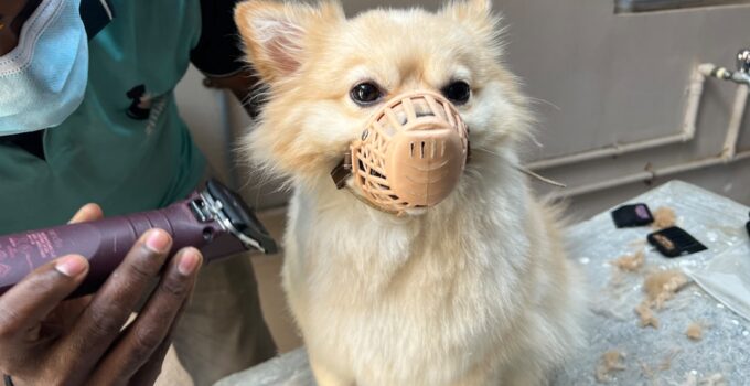 Photo Dog Grooming