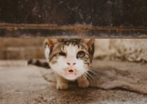 Cat Behavior Changes: When Normal Becomes Concerning Cat Behavior Changes: When Normal Becomes Concerning