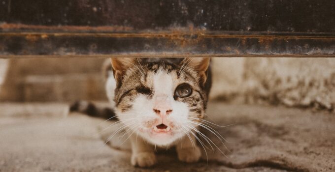 Photo Cat Behavior Changes