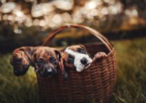 First Week Home: Essential Puppy Care Guide for New Owners First Week Home: Essential Puppy Care Guide for New Owners