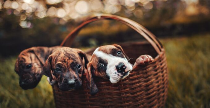 Photo Puppy Care Guide