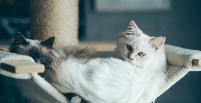 Photo Cat Body Language