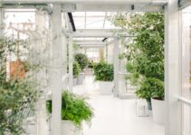 Pet-Proofing Your Garden: Safe Plants and Landscaping