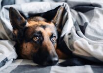 How to Use AI to Detect Pet Illness Early How to Use AI to Detect Pet Illness Early