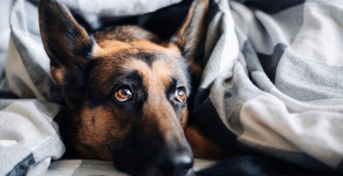 Photo AI, Detect, Pet Illness, Early