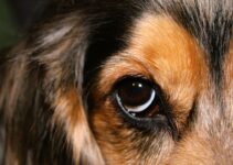 How to Use AI to Detect Pet Illness Early