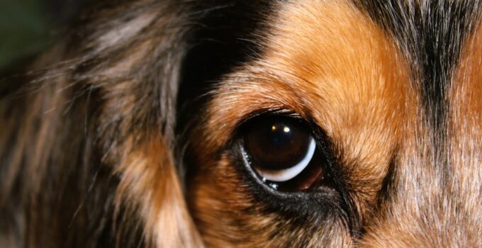 Photo AI, Detect, Pet Illness, Early