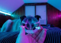 How to Use AI to Detect Pet Illness Early How to Use AI to Detect Pet Illness Early