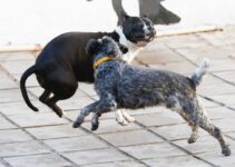 How to Stop Dogs from Jumping on the Bed How to Stop Dogs from Jumping on the Bed